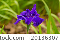 Iris flower 20136307