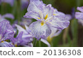 Iris flower 20136308