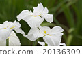 Iris flower 20136309