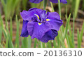 Iris flower 20136310