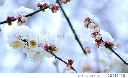 Snow white plum 20136418