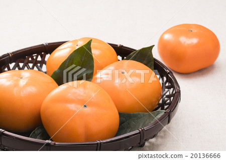 persimmon 20136666