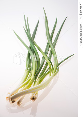 Leaf leek (Kujo green onion) Leaf leek (Kujo green onion) 20136767