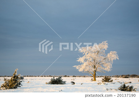Alone frosty tree in a plain landscape 20137190