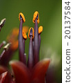 New Zealand flux stamen and pollen 20137584
