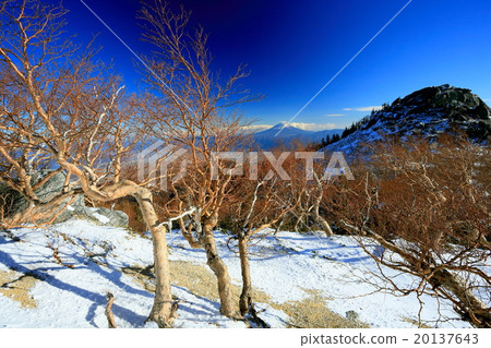 Daquake bamboo and Mt. Fuji near Mt. 20137643