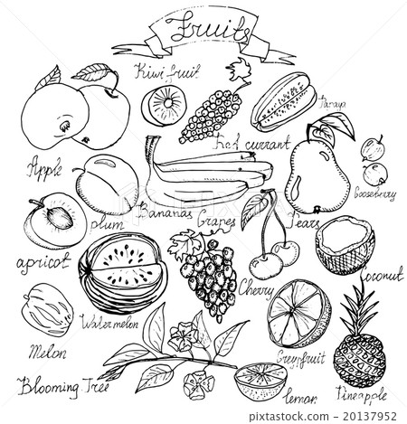 Hand drawn vector fruits set with lettering. Hand drawn vector fruits set with lettering. 20137952