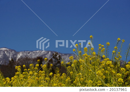 強姦開花 強姦開花 20137961