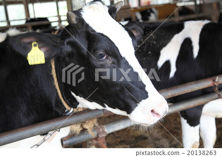 Cattle cows Cattle cows 20138263