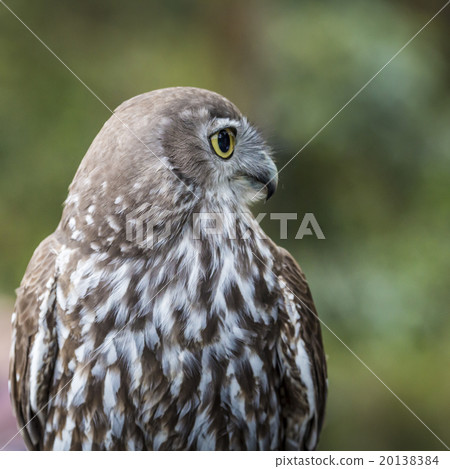 Burrowing Owl (Athene cunicularia) sitting  20138384