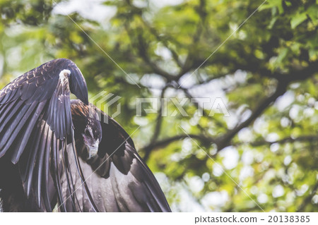 edge tailed eagle has his wings outstretched 20138385