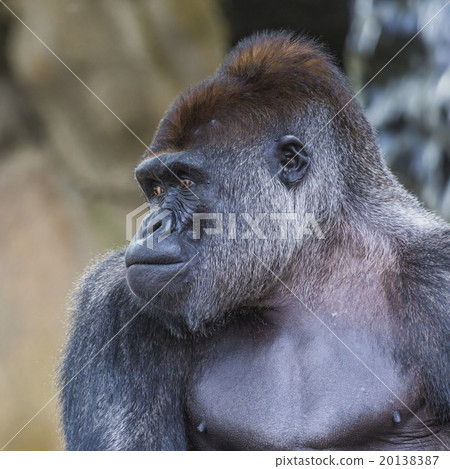 A western lowland female gorilla A western lowland female gorilla 20138387