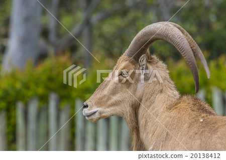 West caucasian tur goat 20138412