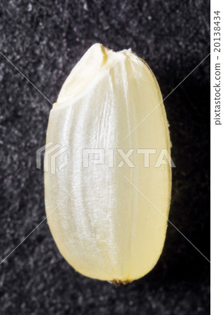 Micrograph of Brown Rice 20138434