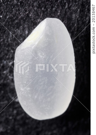 Micrograph of white rice Micrograph of white rice 20138467