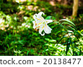 花（4）山莉莉莉 20138477