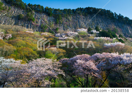 折疊屋頂花園的柱狀關節與盛開的山櫻桃樹 20138558