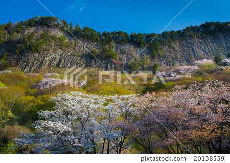 折疊屋頂花園的柱狀關節與盛開的山櫻桃樹 折疊屋頂花園的柱狀關節與盛開的山櫻桃樹 20138559