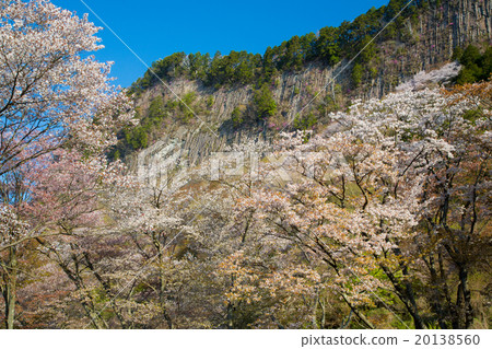 折疊屋頂花園的柱狀關節與盛開的山櫻桃樹 20138560