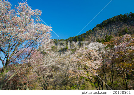 Pillar-like joint of the folding roof garden with mountain cherry trees in full bloom 20138561