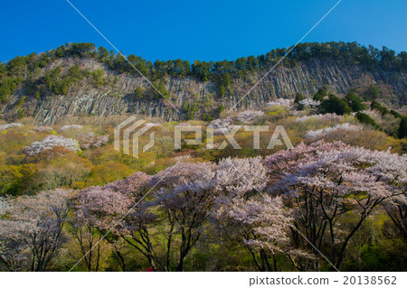 折疊屋頂花園的柱狀關節與盛開的山櫻桃樹 20138562