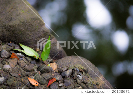 風景(4)綠色 風景(4)綠色 20138671