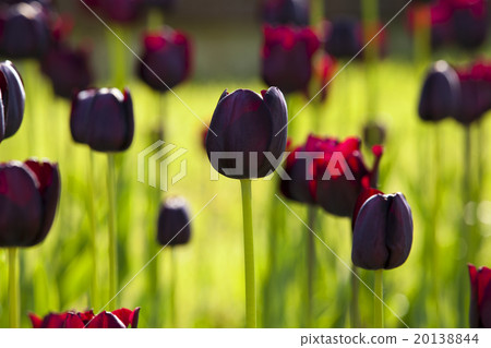dark tulips dark tulips 20138844