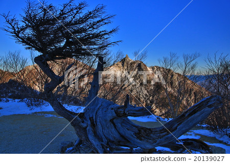 Odd tree of larch and Phoenix Miyama / Jizo dake 20139027