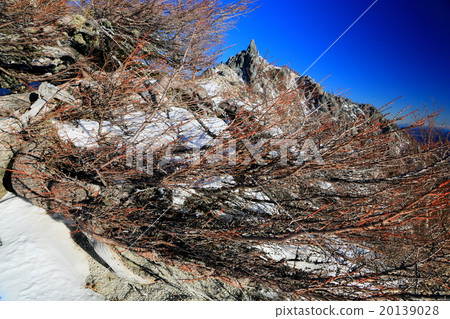 Odd tree of larch and Phoenix Miyama / Jizo dake 20139028