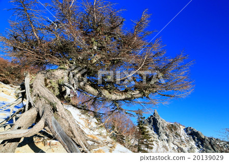 Odd tree of larch and Phoenix Miyama / Jizo dake 20139029