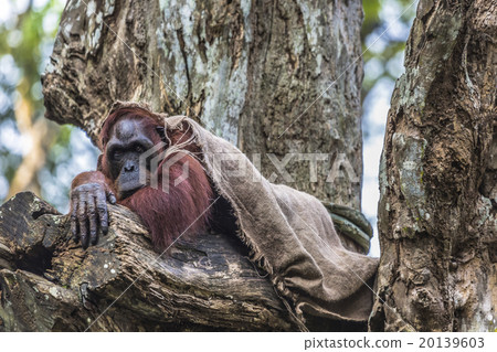The adult male of the Orangutan in the wild nature 20139603