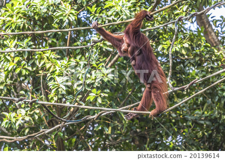 Orangutan in the jungle of Borneo Indonesia. Orangutan in the jungle of Borneo Indonesia. 20139614