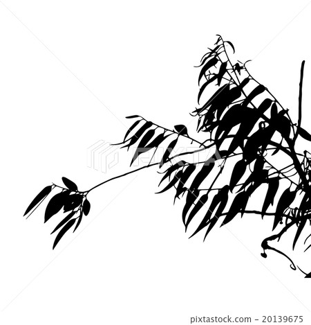 Eucalyptus tree silhouette Eucalyptus tree silhouette 20139675