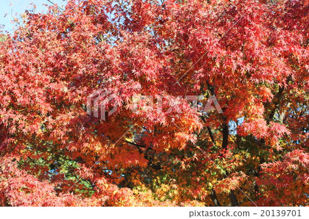 Autumn leaves Momiji Kaede Autumn leaves Momiji Kaede 20139701