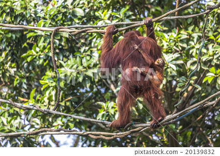 Orangutan in the jungle of Borneo Indonesia. 20139832