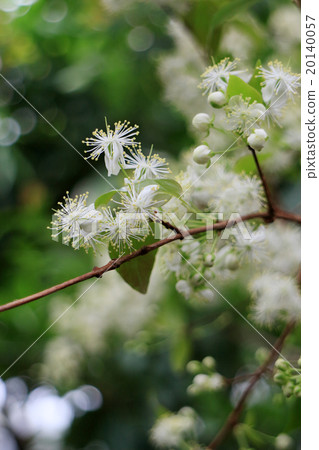 Pitanga flower 20140057