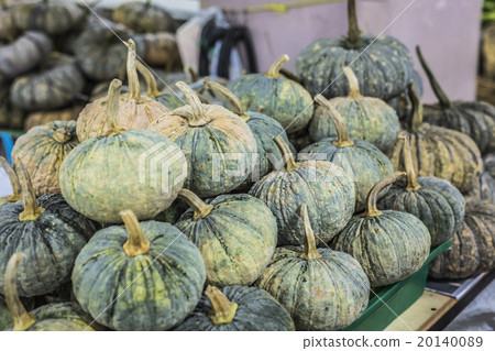 Squash fruits, Cucurbita sp., Family Cucurbitaceae 20140089