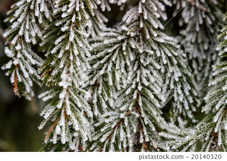 Snow-covered fir branches 20140320