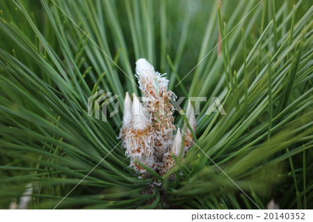 松樹和松果 20140352