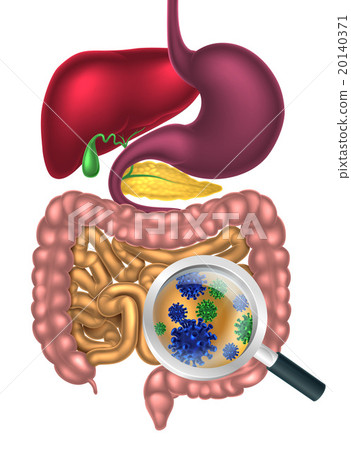 Gut Bacteria Magnifying Glass 20140371