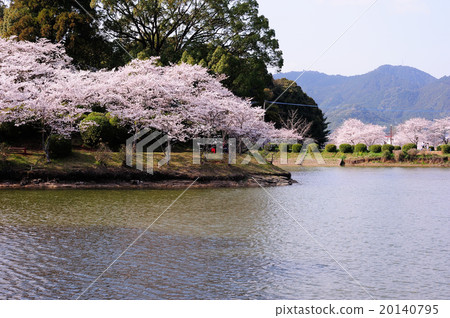Cherry tree of Amagi Park Cherry tree of Amagi Park 20140795