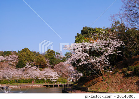 Cherry tree of Amagi Park Cherry tree of Amagi Park 20140803