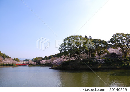 Cherry tree of Amagi Park 20140829