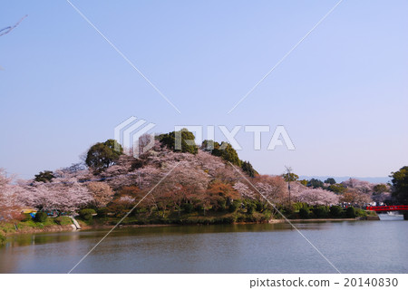 Cherry tree of Amagi Park Cherry tree of Amagi Park 20140830