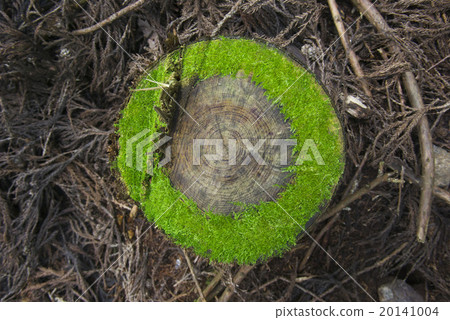 Moss on stumps 20141004