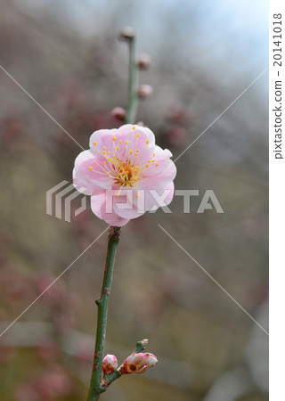 Cold red plum Cold red plum 20141018
