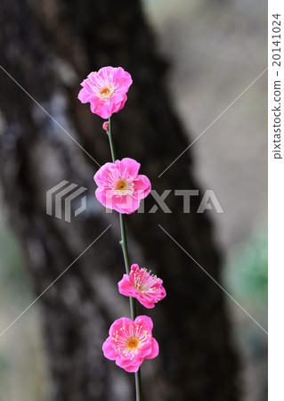 Cold red flower flowers 20141024