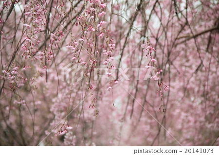 Shitareresakura Shitareresakura 20141073