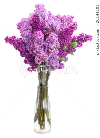 Lilac flowers on white Lilac flowers on white 20141103