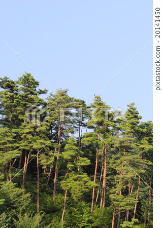 Akamatsu forest Akamatsu forest 20141450